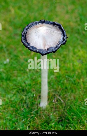 Shaggy Inkcap Mushroom Suffolk, England, October 2024 Stock Photo