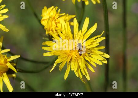 Marmalade hoverfly (Episyrphus balteatus) on yellow flowering rough hawksbeard (Crepis biennis). Spring, May, Netherlands Stock Photo