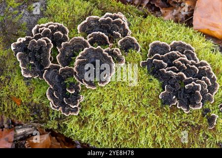 Turkeytail bracket fungus growing on dead Beech tree.  Silent Valley, Ebbw Vale, South Wales, UK Stock Photo
