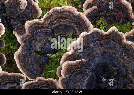 Turkeytail bracket fungus growing on dead Beech tree.  Silent Valley, Ebbw Vale, South Wales, UK Stock Photo