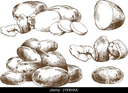 Potatoes whole, half, cut, peeled and wedges. Set o isolated elements graphic illustration hand drawn in brown ink. EPS vector on the theme of harvest Stock Vector