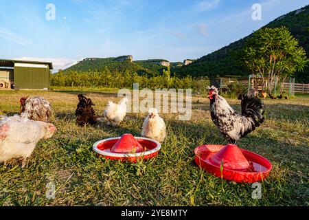 A group of chickens enjoying the late afternoon sun near a rustic barn in a rural setting Stock Photo