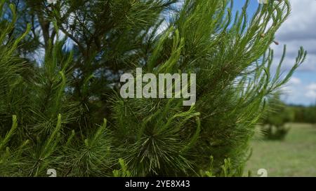 Detailed close-up of lush green pinus halepensis branches in a sunny outdoor setting in puglia, italy, with blue skies and scattered clouds in the bac Stock Photo