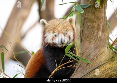 Front close up of cute red panda (Ailurus fulgens) isolated outdoors up to mischief, climbing a tree while eating. Stock Photo