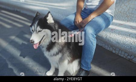 A man in casual attire sits outdoors on a city bench with his panting husky on a sunny day. Stock Photo