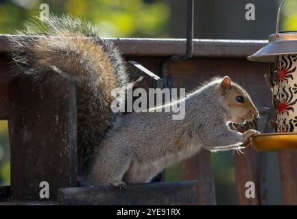 A pesky gray Squirrel raids the bird feeder Stock Photo