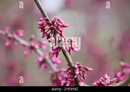 a close-up photograph of an eastern redbud tree blooming in springtime. Stock Photo