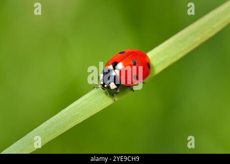 Seven-spot ladybird (Coccinella septempunctata) on a diagonal blade of grass Stock Photo