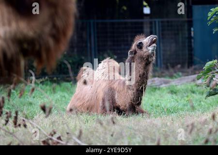 Zagreb, Hrvatska. 30th Oct, 2024. A year and a half old young two-humped camel Zsofia arrived at the Zagreb ZOO on October 30, 2024., in Zagreb, Croatia. She arrived from the Sosto zoo near the town of Nyiregyhaza in the north of Hungary. Zsofia was welcomed in Zagreb by Abdul II, a ten year older male and twenty-one-year-old Aisha. Photo: zeljko Hladika/PIXSELL Credit: Pixsell/17�Թ����� Live News Stock Photo