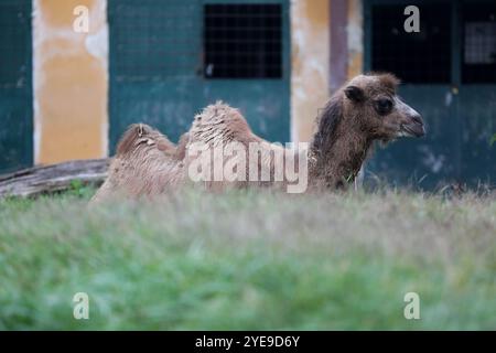 Zagreb, Hrvatska. 30th Oct, 2024. A year and a half old young two-humped camel Zsofia arrived at the Zagreb ZOO on October 30, 2024., in Zagreb, Croatia. She arrived from the Sosto zoo near the town of Nyiregyhaza in the north of Hungary. Zsofia was welcomed in Zagreb by Abdul II, a ten year older male and twenty-one-year-old Aisha. Photo: zeljko Hladika/PIXSELL Credit: Pixsell/17�Թ����� Live News Stock Photo