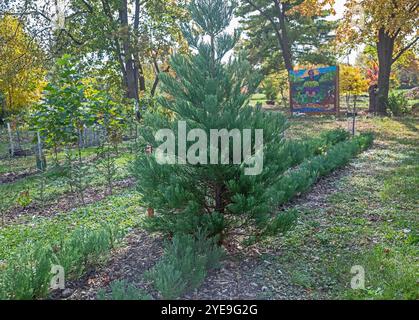 Detroit, Michigan - A giant sequoia tree (Sequoiadendron giganteum) growing at Arboretum Detroit, along with two rows of young seedlings. Arboretum De Stock Photo