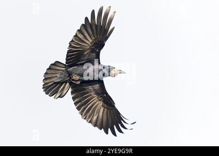 A rook (Corvus frugilegus) in flight. Stock Photo