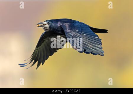 An adult rook (Corvus frugilegus) in flight with nuts in its beak. Stock Photo