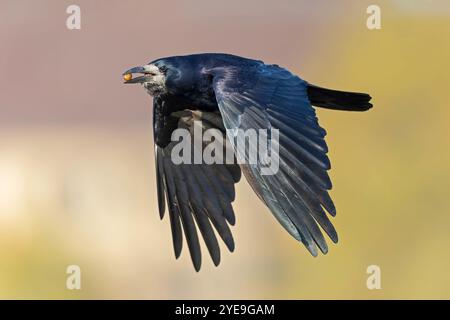 An adult rook (Corvus frugilegus) in flight with nuts in its beak. Stock Photo