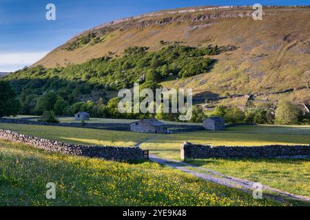 Hay & Wildflower Meadows with Black Hill behind, near Muker, Swaledale, Yorkshire Dales National Park, Yorkshire, England, UK Stock Photo