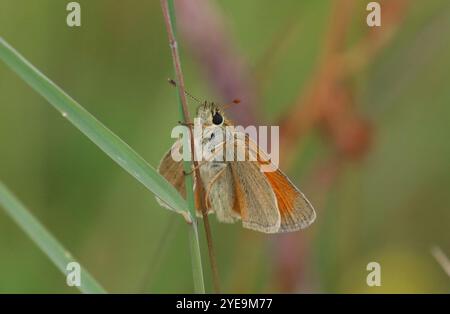 Small Skipper Butterfly resting on a grass stem - Thymelicus sylvestris Stock Photo