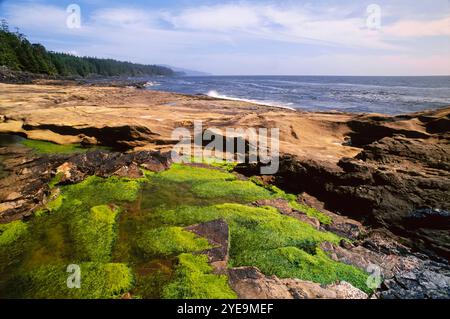 Tide pools at Juan de Fuca Provincial Park (Botanical Beach Provincial Park) on Vancouver Island; British Columbia, Canada Stock Photo