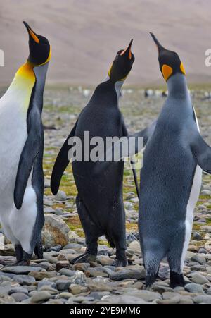 Three King Penguins on the rocks in Fortuna Bay, with one very rare melanistic King Penguin (Aptenodytes patagonicus). Despite its very unusual col... Stock Photo