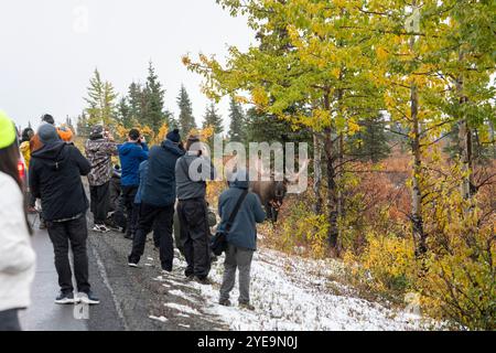 Tourists getting too close to giant Bull Moose (Alces alces) in Denali National Park and Preserve; Alaska, United States of America Stock Photo