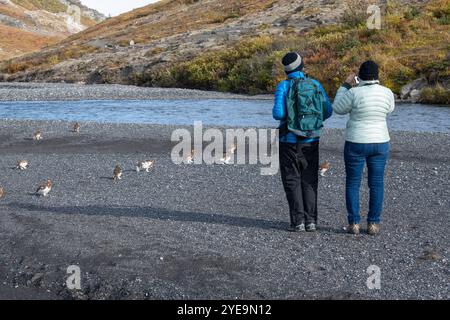 Female hikers watching and photographing a group of Willow Ptarmigan (Lagopus lagopus) along the Savage River Loop Trail in Denali National Park an... Stock Photo