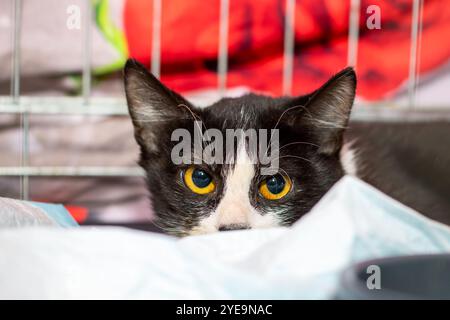 A fluffy blackandwhite cat with strikingly bright yellow eyes peeks curiously out from under a cozy blanket Stock Photo