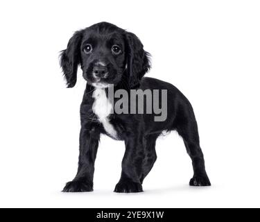 Cute English working cocker spaniel dog puppy, standing side ways. Looking towards camera. Isolated on a white background. Stock Photo