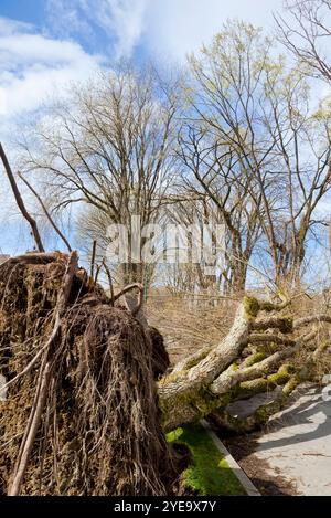 Uprooted tree after a windstorm; Vancouver, British Columbia, Canada Stock Photo