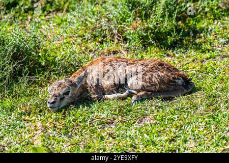 Still wet newborn Thomson's Gazelle (Eudorcas thornsonii) rests on the ground in the Ndutu area of the Ngorongoro Crater Conservation Area, Tanzania Stock Photo