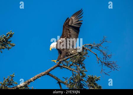 Bald Eagle (Haliaeetus leucocephalus) coming in for a landing with talons outstretched; Kalaloch, Washington, United States of America Stock Photo
