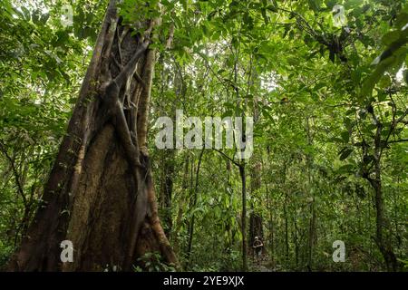 Exploring the jungle in Gunung Mulu National Park, Borneo, Malaysia; Sarawak, Borneo, Malaysia Stock Photo