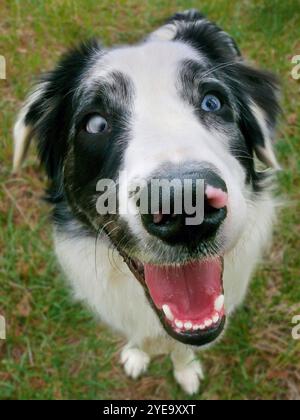 Goofy, deaf Australian shepherd dog smiles up towards the camera; United States of America Stock Photo