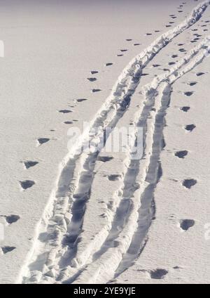 Close-up of two sets of cross country ski tracks and pole tracks in the snow; South of Canmore, Alberta, Canada Stock Photo