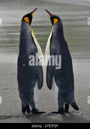 Close-up portrait of a pair of King Penguins (Aptenodytes patagonicus) standing close together on the sandy beach at Gold Harbour Stock Photo