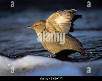 American dipper (Cinclus mexicanus) shakes off on an ice-fringed stream bank before plunging back in to hunt for food Stock Photo