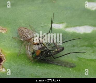 Cyclops Jumping Spider (Opisthoncus polyphemus) Stock Photo