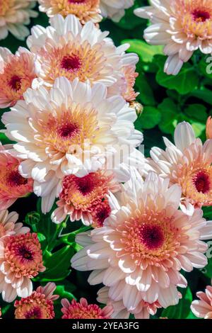 Chrysanthemum (mums) flowers blossoming in sunlight; Ocean City, New Jersey, United States of America Stock Photo