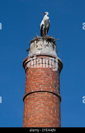 Stork (Ciconia ciconia) perched on a nest on top of a tower against a blue sky in Comporta, a freguesia and village in the municipality of Alcacer,... Stock Photo