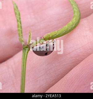 Ashy Gray Lady Beetle (Olla v-nigrum) Stock Photo