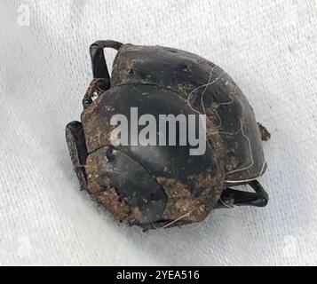 Humpback Dung Beetle (Deltochilum gibbosum) Stock Photo