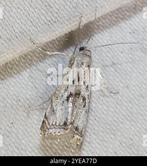 Elegant Grass-veneer (Microcrambus elegans) Stock Photo