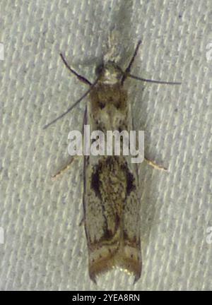 Elegant Grass-veneer (Microcrambus elegans) Stock Photo