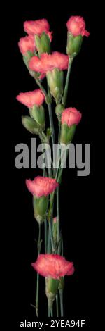Vertical panorama of red mini carnations against a black background; Studio Stock Photo
