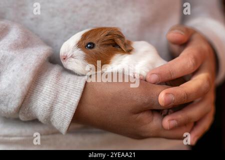 child's hands holding a calm young guinea pig Stock Photo