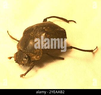 Humpback Dung Beetle (Deltochilum gibbosum) Stock Photo