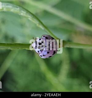 Ashy Gray Lady Beetle (Olla v-nigrum) Stock Photo