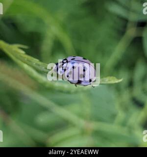 Ashy Gray Lady Beetle (Olla v-nigrum) Stock Photo