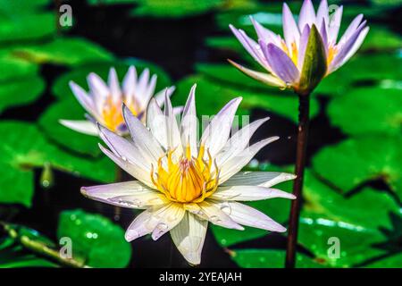 Close-up of water lilies (Nymphaea) with water drops in pond; Haleiwa, Oahu, Hawaii, United States of America Stock Photo