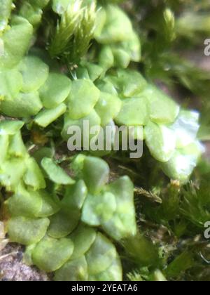 Flat-leaved Scalewort (Radula complanata) Stock Photo