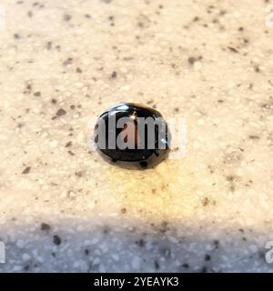 Ashy Gray Lady Beetle (Olla v-nigrum) Stock Photo