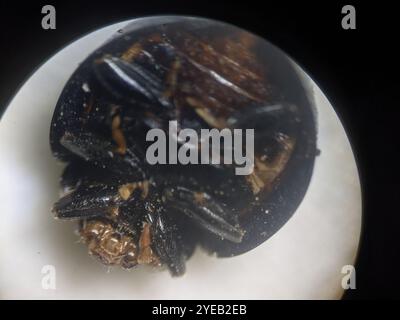 Ashy Gray Lady Beetle (Olla v-nigrum) Stock Photo